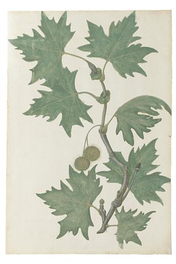 (BOTANICAL WATERCOLOR.) French School. Plane Tree.